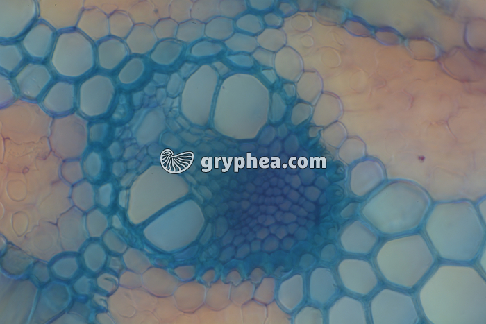 Feuille d'Oyat CT x100 - gryphea.com